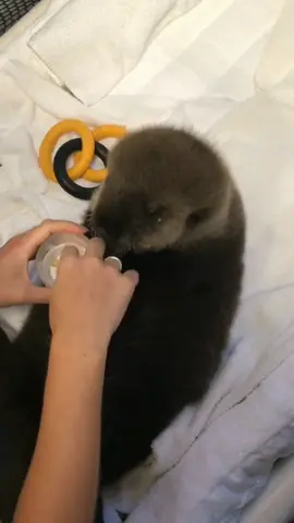 Joey is eating chopped up clams like a big otter! (And Kelsey filmed it.) #babyanimals #cuteanimals #otters #seaotter
