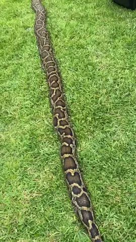 ￼ Super noodle! #foryourpage#fyp#foryou#dangerous#noperope#PerfectAsIAm#HikingSzn#animal#talktoanimals