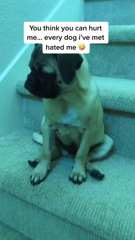 Haters will hate. I’m just puggin around #PopcornDuet #PerfectAsIAm #HikingSzn #pug #annoyingdog