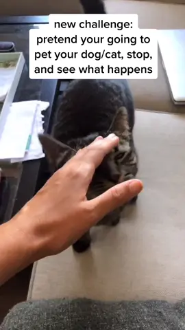 “She forgot how...I’ll show her!”😸 #fyp #foryou #dogchallenge #HikingSzn #catsoftiktok