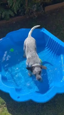 My first Bunnings trip and swimmy pool ☀️🦈 #12weeks #AustraliaCheck #Bunnings #puppy #australiancattledog #heeler #acd #PetsOfTikTok
