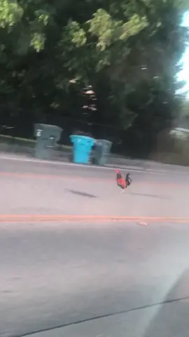 that’s a fast chicken #fyp #foryou #chicken #yubacity