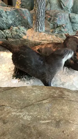 Beat the heat #iceicebaby #ottersoftiktok #riverotter #beattheheat #enrichment #aquariumofthebay