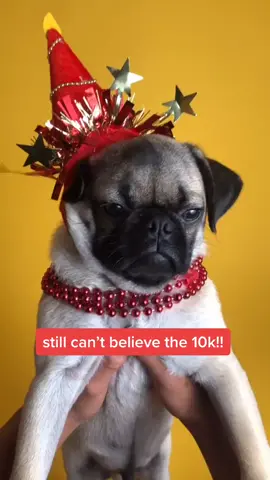 one last celebration!! thank you all for following along to watch me grow!!!! #EasyMeal #puppy #pug #10kfollowers #thankyou #dogsoftiktok #cutedoggo