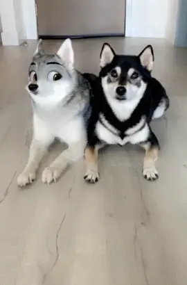 😒😒😒 vibes #sideeye #disneyprincess #disneyeyes #kleekai #shiba #Siblings #SoAwkward