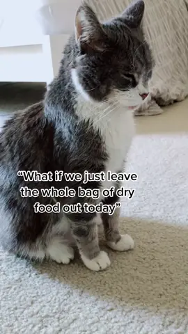 Timed portion feeder problems.. #catsoftiktok #tiktokcats #cats #pets #petlover #seniorcat #catfood #nobodythinkswhatithink