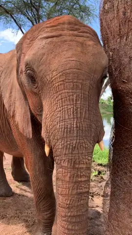 Malima close-up. Rescued as an orphan in 2016, she’s now tasting the wild in Tsavo. #saveanimals #saveelephants #elephants #hope #kenya