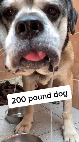 Straight to the ER #ItStartsOnTikTok #dogsoftiktok #dogs #animals #wholesome #cutedog