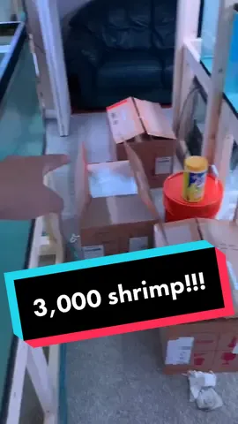#shrimp #aquarium #fish #shipment #fyp #MyOrder #Snapshot #shrimpcare #petcare
