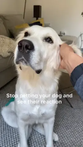 Don’t stap🤣 #needydog #foryou #dogsoftiktok #goldenretrieverpup