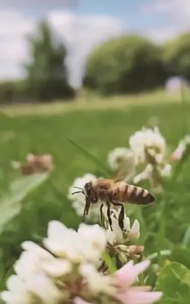 This is like ASMR for my 👁’s 🐝 so incredible 🍯 #fyp #foryou #bees #bee #beekeeping #beekeeper #beekeepersoftiktok #skincare #Snapshot #MyOrder