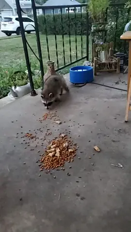 #gettinmyfatbitchon #orphanedraccoon #Cubbytheraccoon #babyraccoon  Cubby brought his sister tonight