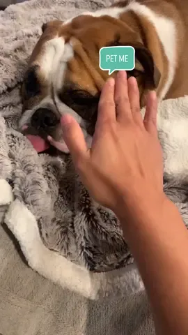 Uhhmmm I was wondering when Mum will pet me! #comepetme #petmechallenge #myspoiledlife