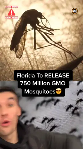 🤯BREAKING TIKTOK: Florida To Release 750M Genetically Modified Mosquitoes (Thoughts?) #florida #america #breaking #breakingnews #knowledge #king 🧠