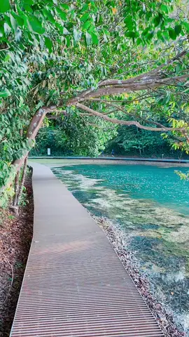 MacRitchie Reservoir Singapore #fyp #nature #life #explore #travel #tiktok #beautiful
