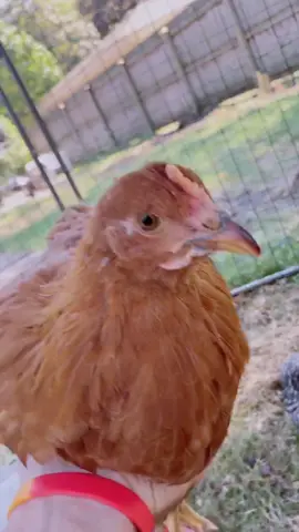 Why are ya’ll pooping on your food?! #chicken #pet
