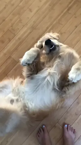 Not sure what’s better.. the fact that he said “hey” or the look at the end 😂 #bellyrubs #dogsoftiktok #lol #dailyfluff #goldenretriever