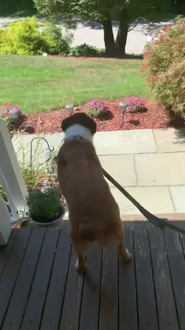 Always the best welcome home 🥺 #dogsoftiktok
