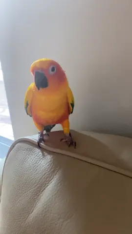 Sunshine 🦜💖☀️ #apple #sunconure #fyp #foryoupage #dancingbird
