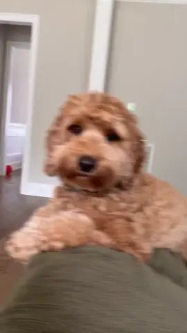 #dogsoftiktok #fyp