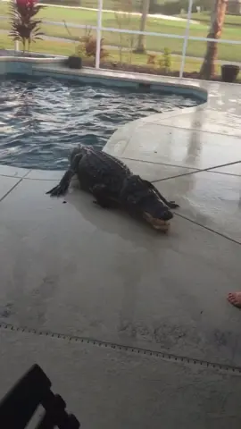 “Ohhh, that’s a big boy” (via Laura L) #gator #wild #pool #Summer #swamp #rope #danger #scary #teeth #bigboy #florida #south