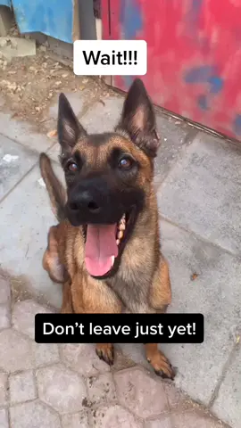 Would you?? 🥺🐾 #pupsoftiktok #dog #Friends?
