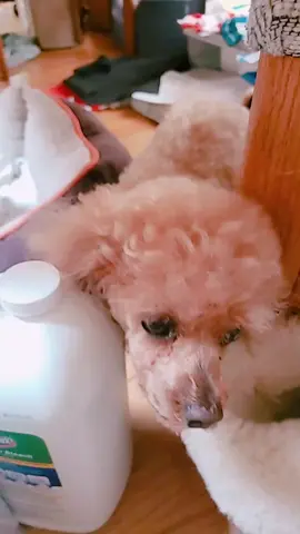 🤣 ruby ruby ruby #dogsoftiktok #poodle