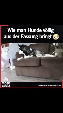 Dieser Blick.. 🤣🤣 #videotrends #deutschland #trends #viral