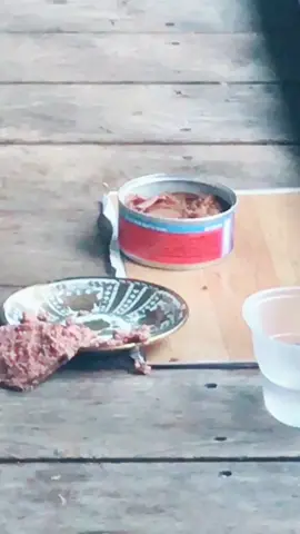 Quien me dijo a mi que Los Gatos comen en porcelana 🙈🤣🤣 ya me hiso reguero 😂😂messy #cat