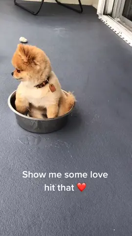 Show me some love. Hit that ❤️#tap #pomeranian #dogs #oomerangchallenge #mydog #marchpom #diamond #fyp #dogsoftiktok #tiktok