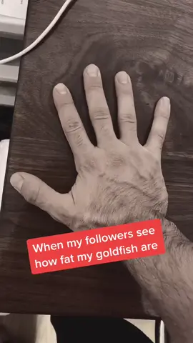 Everybody loves a fat goldfish. #goldfish #trend #fyp