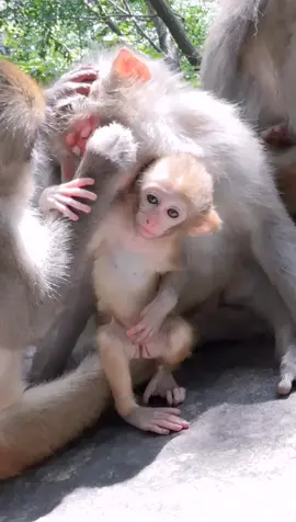 Please don’t disturb my mother’s rest🐒😂#monkey#animal #animalsoftiktok #for