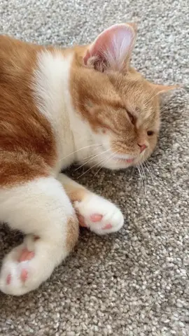 Stretchy leg 😻❤️ #sofluffyimgonadie #cutenessoverloaded #fyp #orangekitty #floofster #floof #kitten #scottishstraightcat #kittensoftiktok #fluffy