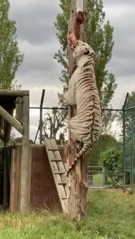 White tiger enrichment 💪 #whitetiger #tiger #cats #sanctuary #bigcatsanctuary