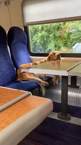 When you see the ticket inspector walking towards 😂 #dogsoftiktok #PetsOfTikTok #dog #dogs #internationaldogday #viral #irish #ireland #fyp #foryou