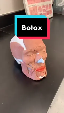 BOTOX!! Botulinum Toxin has several different types, and the bacteria themselves can cause botulism. #LearnOnTikTok #tiktokpartner #botox