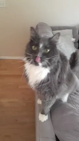 baby kitty said 