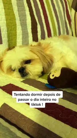 Estou viciada nesse TikTok gente 😂 ! #pet #tiktok #dog #cabeleleilaleila #shitzu