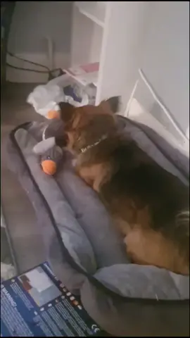 Louie testing out his new duck. how long before its destroyed? #dogtoy #dogsoftiktok #cutedog