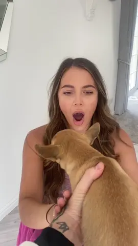 I pretended to buy my girlfriend a puppy 😂😂😂😂😂😂 funny or evil????