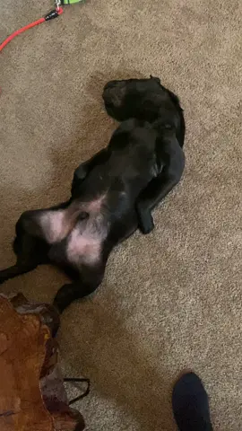 He’s getting really good at play dead #fyp #sharpei #puppy