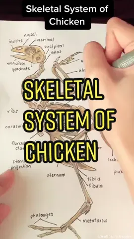 Skeletal system of chicken #EduTokPH #LearnOnTikTok #chicken #vet #veterinary #student #anatomy #bone #skull #skeletalanatomy
