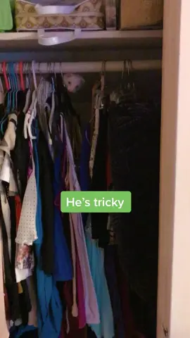 Another day another closet #ferret #hidingplaces #ferretsoftiktok