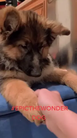 #epicthewonderdog #epicpup #madatyou #germanshepherd #longcoatgermanshepherd  #germanshepherdsoftiktok