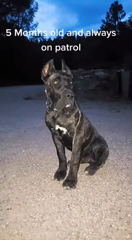 Look at that ear twitch. #puppy #dogsoftiktok #patrol #TodayILearned #canecorso #corso #guarddog