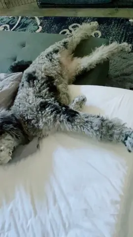 “Make him the cutest I’ve ever seen”  #fyp #dogsoftiktok #PetsOfTikTok #foryou #funny #cutedog