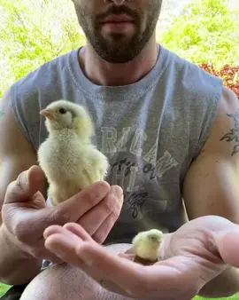 The size difference between a chick and a button quail! You can really see just how small buttons are 😂👌🏻 #farmlife #farm #chick #farmer #birb
