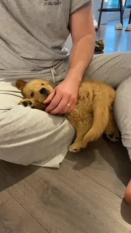Found this treasure in the drafts 💕🐶💕 #babylouise #goldenretrieverpuppy #dogsoftiktok