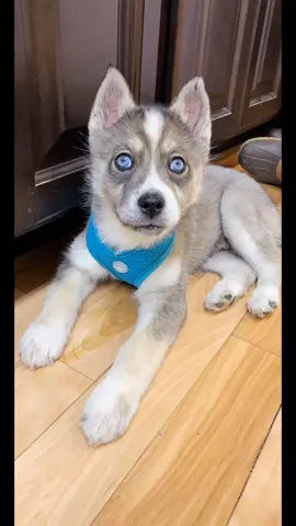 And that’s on a glow up 💁🏼‍♀️ #FreezeFramePhoto #GardenProject #dogsoftiktok #husky