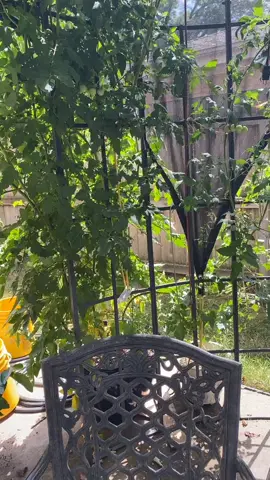 Ya’ll think I have enough plants lol? #plants #pond #tomato #garden